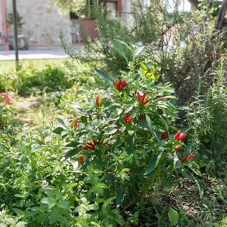 Fili D'erba Cilento Semesterbostad Villammare